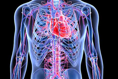 3D_Model_of_Heart_in_Ribcage_480x320_Q50