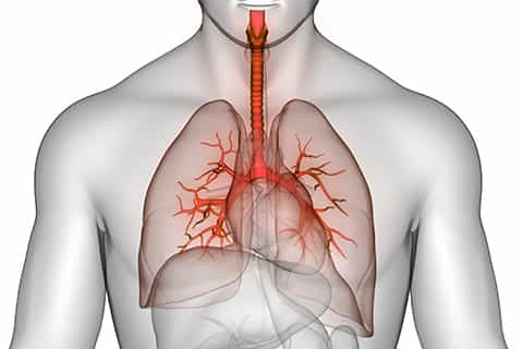 Human_Respiratory_Stystem_Lungs_Anatomy_480x320_Q50